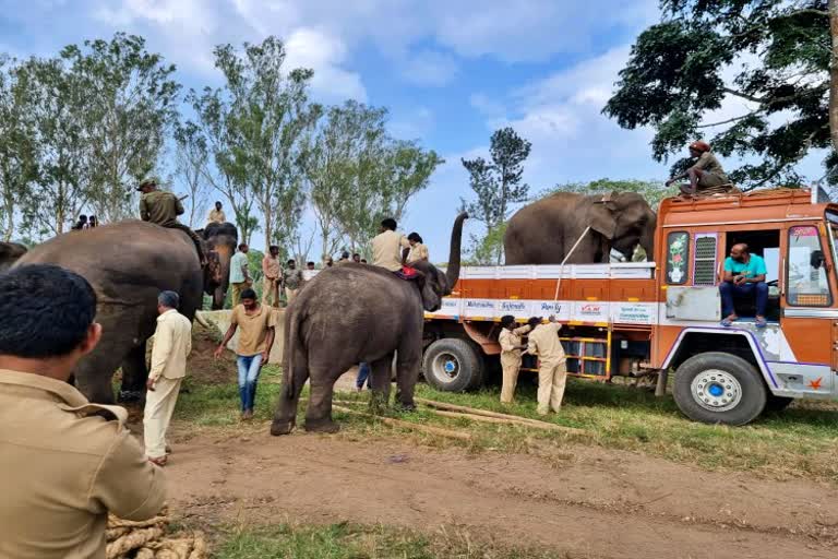 kushal-nagar-elephant-shifted-to-another-camp