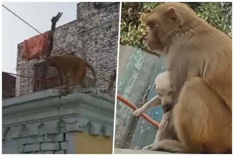 monkey carrying puppy on his chest in uttarapradesh