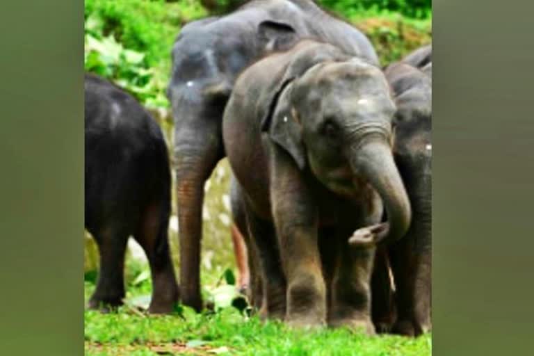 Elephant kills three members of the same family in Hazaribagh