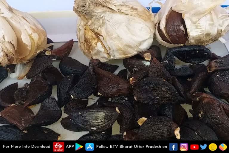 black garlic in gorakhpur mela