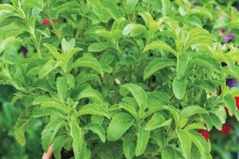 new variety of Stevia in Palampur Himachal