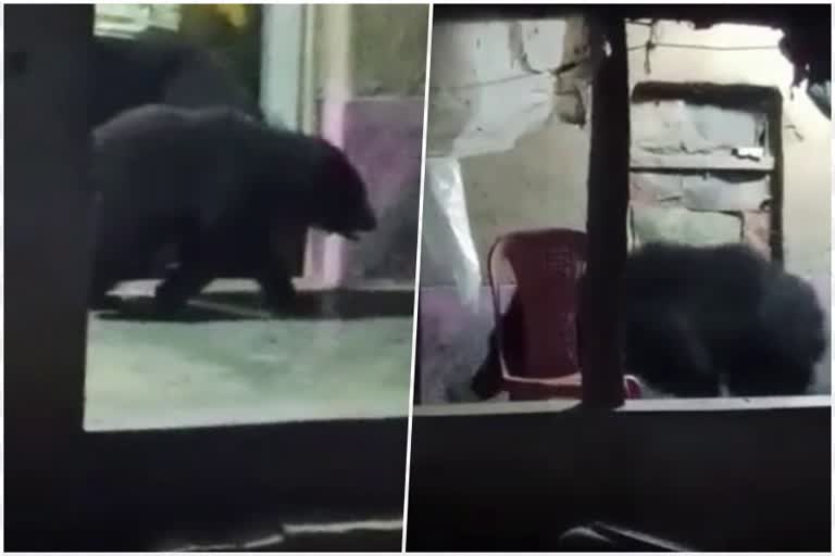 Odisha Wild Bears attacks  Wild Bears attacks  കരടികളുടെ അക്രമത്തില്‍ ഭീതിയിലായി ഗ്രാമം  ഒഡിഷ മൽക്കൻഗിരിയില്‍ കരടികളുടെ ആക്രമണം  odisha todays news  ഒഡിഷ ഇന്നത്തെ വാര്‍ത്ത