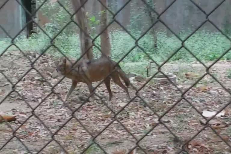 Junagadh Gir Forest Gray Wolf : સક્કરબાગ પ્રાણી સંગ્રહાલયમાં વધુ 10 જેટલા વરુના બચ્ચાનો થયો જન્મ