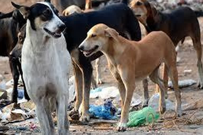 3-year-old girl mauled to death by dogs in Delhi's Moti Nagar