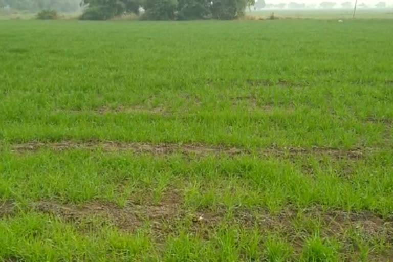 ujjain crop destroyed