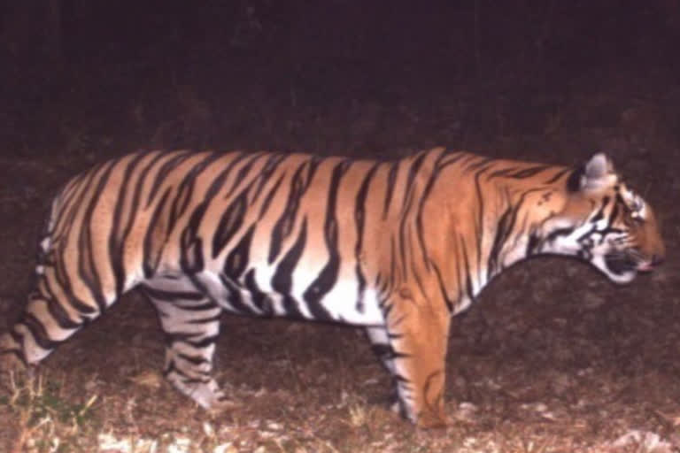 No Plan To Shift T-23 Tiger From Mysuru Park: TN Forest Dept