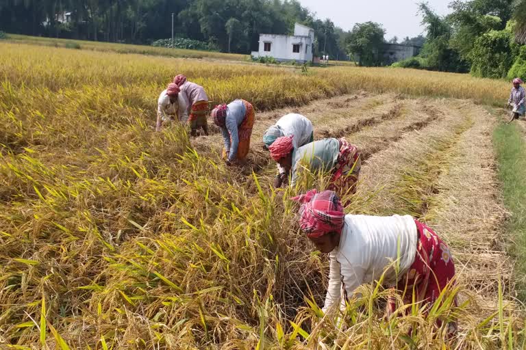 Farmer Suicide