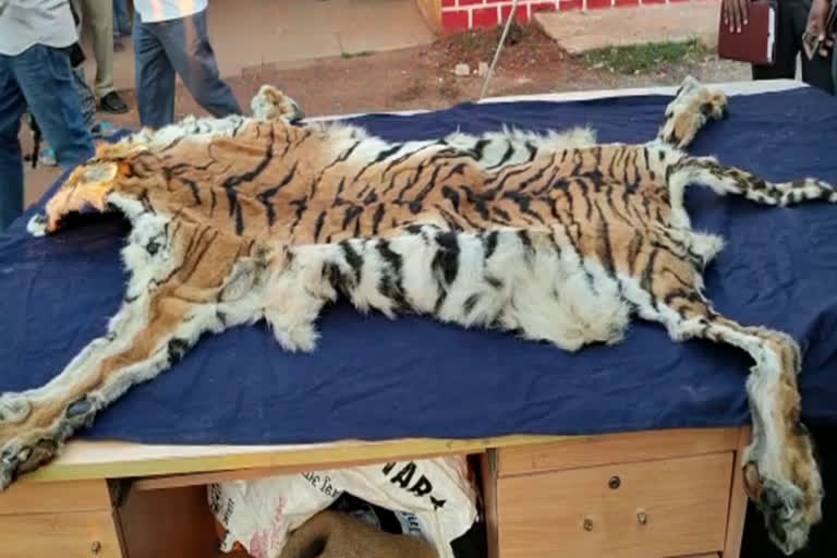 SMUGGLING TIGER SKIN