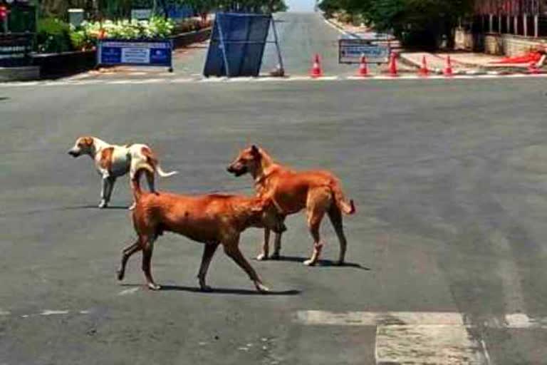 Pregnant woman fights stray dogs to save her 3 kids in UP
