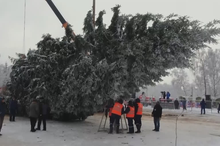 Christmas tree arrives at Kremlin square  Christmas  XMas  Russia  Kremlin  Cathedral  Shchyolkovo  Sobornaya Square  Russian Capital  Christmas Tree Russia  ക്രെംലിൻ കത്തീഡ്രൽ സ്ക്വയറിൽ ക്രിസ്‌മസ് ട്രീ എത്തിച്ചു