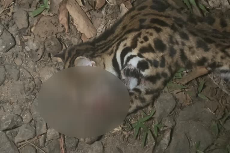 leopard cat found dead in idukki rajakumari  പുലിപൂച്ച വാഹനം ഇടിച്ച് ചത്തു  പുലിപൂച്ചയുടെ ജഡം കണ്ടെത്തി  idukki local news