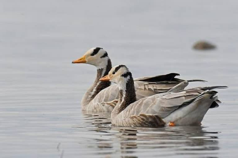 foreign birds in Kangra