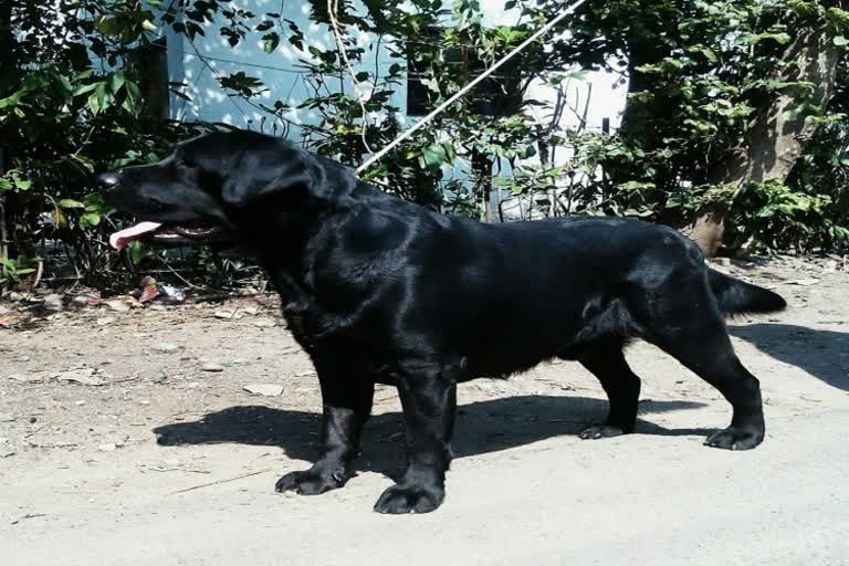 A nine year court battle to recover a dead dog; The court then awarded Rs 3 lakh in damages