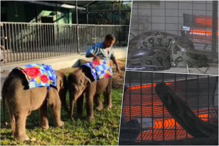 Lucknow Zoo Installed Heaters for animals