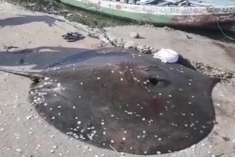 teak fish found in guntur