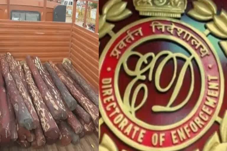 RED SANDALWOOD SMUGGLER BADSHAH MAJEED MALIK, directorate of enforcement, செம்மரக்கட்டை கடத்தல் முக்கிய புள்ளி பாத்ஷா மஜித் மாலிக், பாத்ஷா மஜித் மாலிக்கை கைதுசெய்த அமலாக்கத்துறை