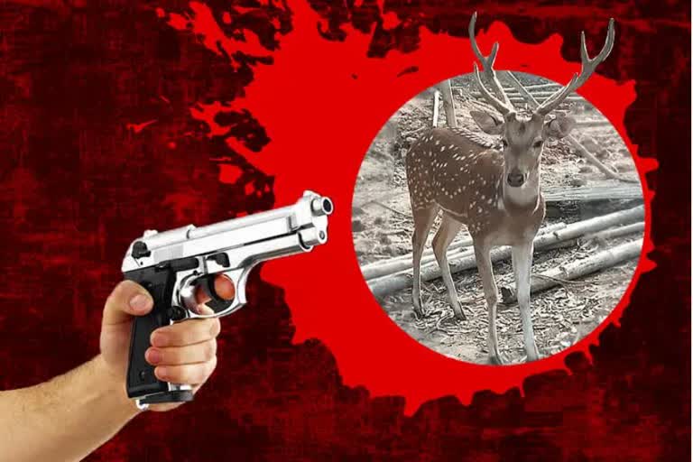 जमुई में हिरण का शिकार