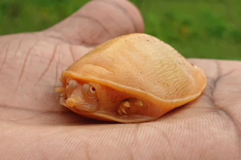 White Tortoise