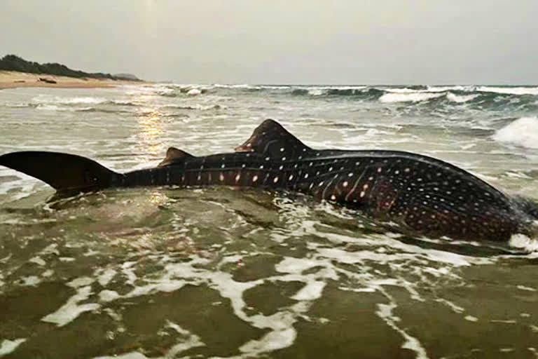 whale shark