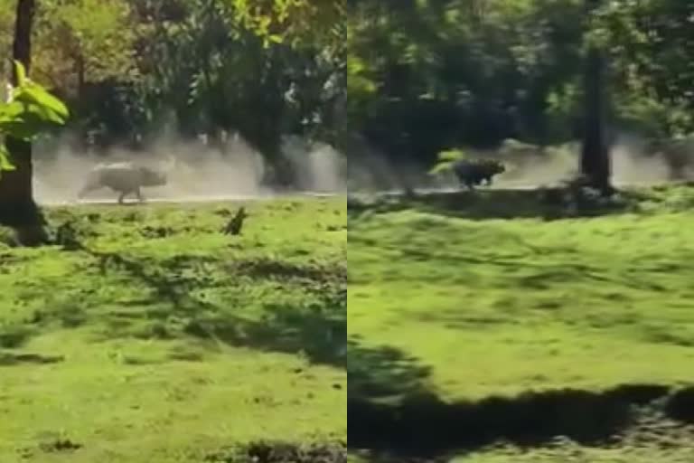 rhino chasing tourists inside Manas national park  viral video  Manas national park assam  മാനസ് ദേശീയോദ്യാനത്തിൽ സഞ്ചാരികളെ പിന്തുടർന്ന് കാണ്ടാമൃഗം  വൈറൽ വീഡിയോ  മാനസ് ദേശീയോദ്യാനം