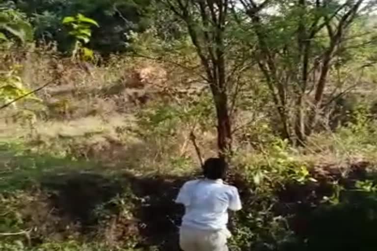 tiger spotted bhatali chandrapur district