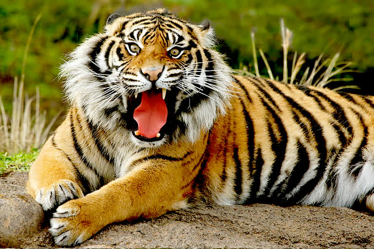 tiger state Madhya pradesh