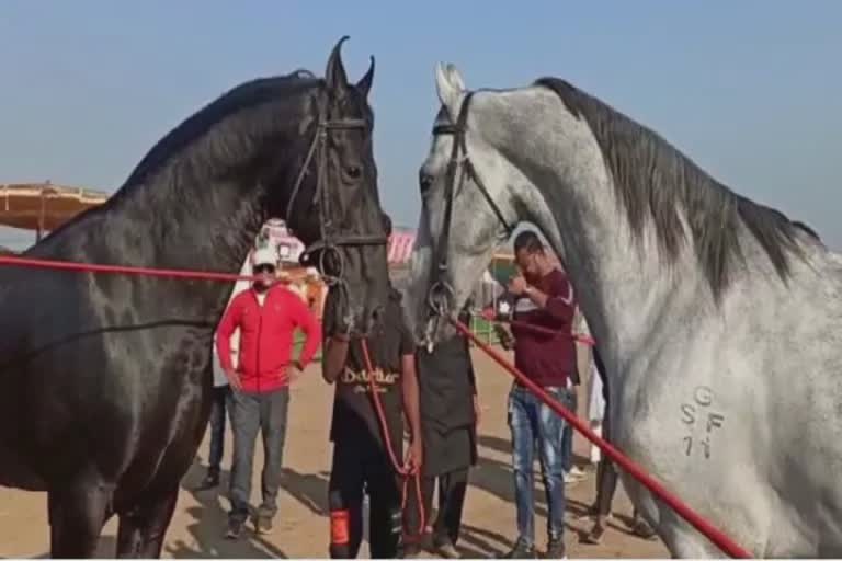 Horse Price Five Crores : નંદુરબારના ઘોડાની અધધ કિમત છતાં માલિકે વેચવાનો નનૈયો ભણ્યો