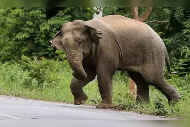 சுண்டைக்காய் பறிக்கச் சென்ற பழங்குடியின பெண் யானை தாக்கி உயிரிழப்பு!