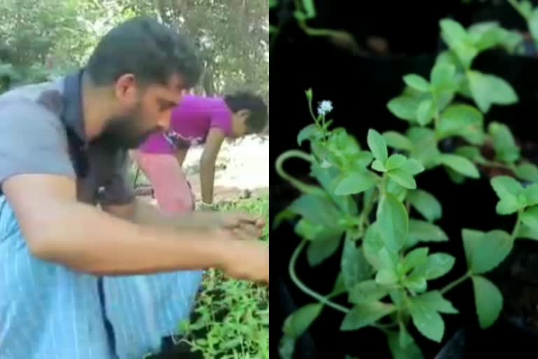 madura thulasi plant  madura thulasi cultivation in Kannur  madura thulasi planting Pariyaram Kannur  പരിയാരത്തെ മധുര തുളസി കൃഷി  മധുരതുളസി കൃഷിയില്‍ വിജയം കൊയ്ത് ശ്രീസ്ഥയിലെ കെ.വി ഷാജി  പ്രമേഹ രോഗികള്‍ക്ക് ഉപയോഗിക്കാവുന്ന ഇല