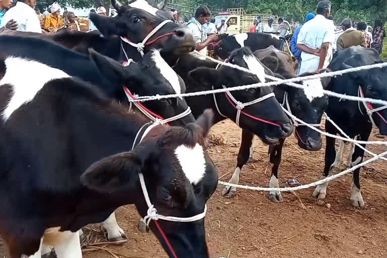 புஞ்சைபுளியம்பட்டியில் ரூ. 2 கோடியைத் தாண்டிய மாடுகள் விற்பனை: வியாபாரிகள் மகிழ்ச்சி