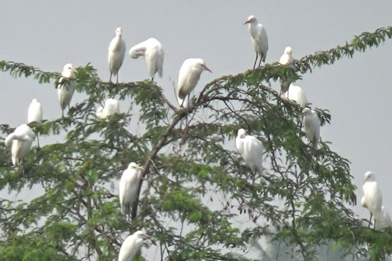 பூ பூத்துக் குலுங்குவதைப் போல காட்சிதரும் வெண் நிற நாரைகள்