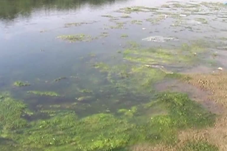 Polluted Godavari River