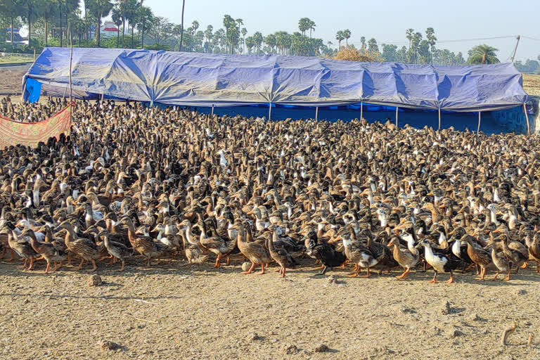 duck feed in warangal