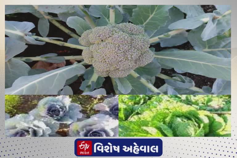 Broccoli Crop in Junagadh 2021 : પ્રગતિશીલ ખેડૂતે નવા પ્રકારની ખેતીમાં સફળતા મેળવી