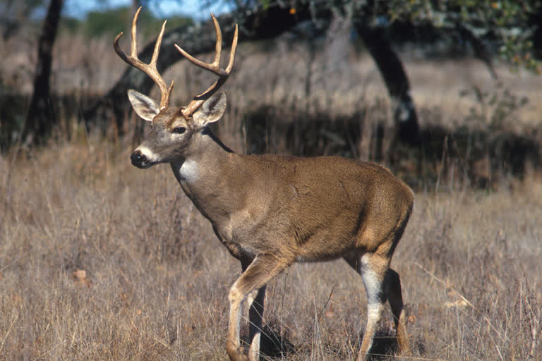 covid found in whitetail deer