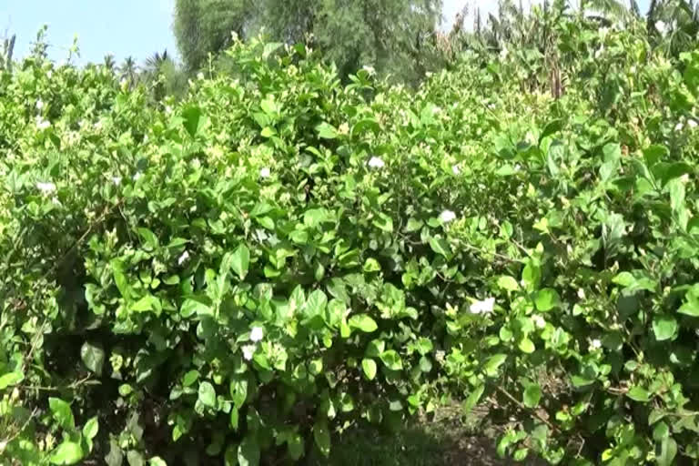 Erode jasmine flower 1 kg 2200 rupees  winter season starts sathyamangalam jasmine growth decrease  christmas newyear celebration in tamilnadu  கிறிஸ்துமஸ் புத்தாண்டு பண்டிகைகளை முன்னிட்டு மல்லிகை பூ கிலோ 2200 ரூபாய்  பனிப்பொழிவால் விளைச்சல் குறைவு  உச்சக்கட்ட விலையில் மல்லிகைப்பூ