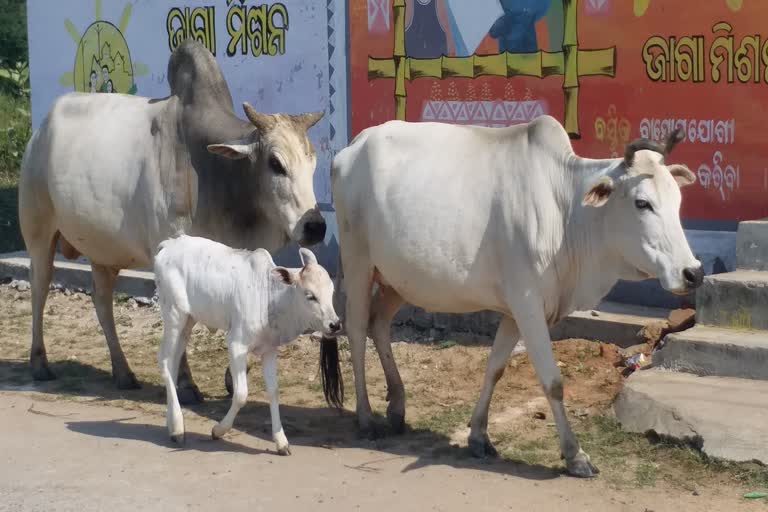 ବୌଦ୍ଧ ଜିଲ୍ଲାରେ ବାଟ ହୁଡିଛି ମୋ ଗୁହାଳ ଯୋଜନା