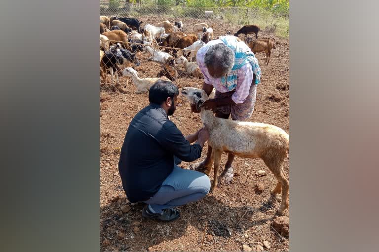 Bluetongue disease for sheep and goats in tumkur