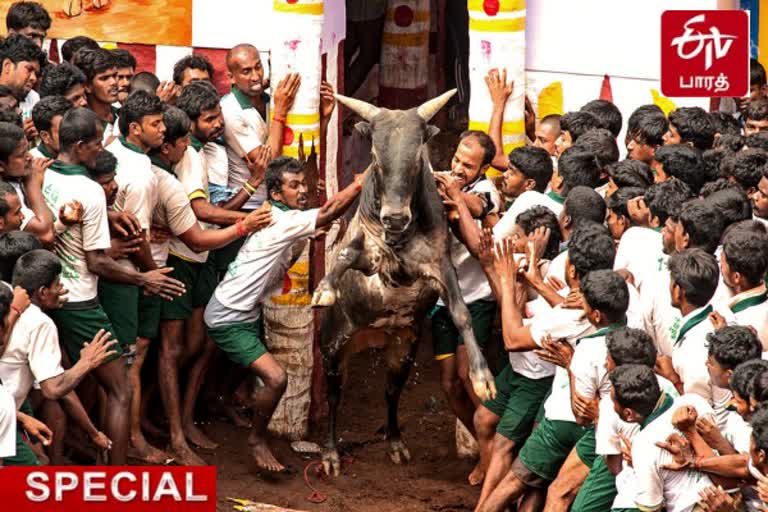 ஜல்லிக்கட்டு காளையர்களுக்கு சவால் கொடுக்க காளைகள் தயார்  மதுரை ஜல்லிகட்டு காளைகள் தீவிர பயிற்சி  வசமான வாடிவாசல் எது மதுரை காளை பயிற்சியாளர்கள்  Jallikattu bulls being ready in Madurai  Madurai Bull trainer waiting for Jallikattu  Bulls growth cost per day 750 rupees