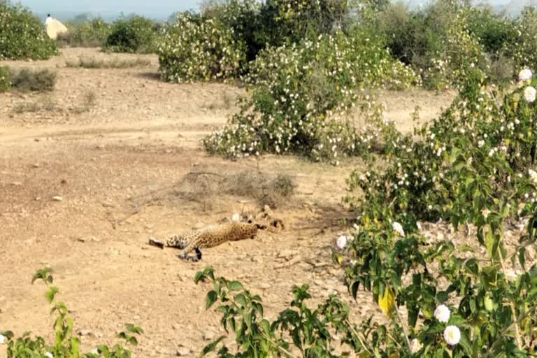 Panther Trap In Bundi