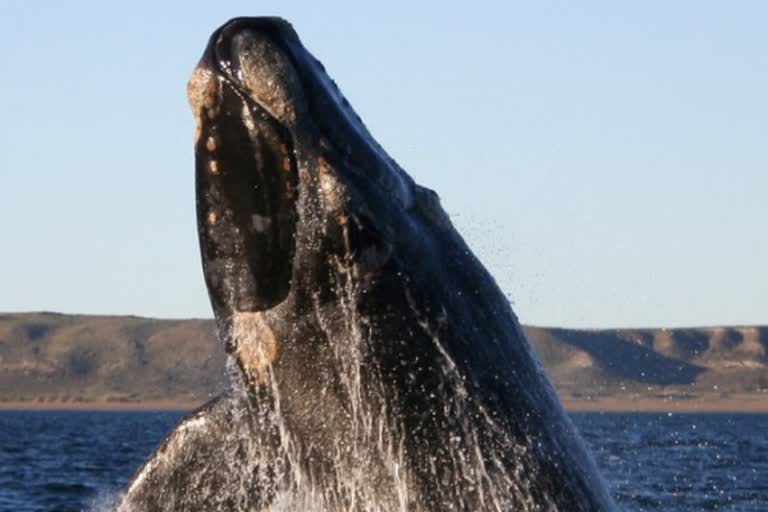 Sperm Whale vomit