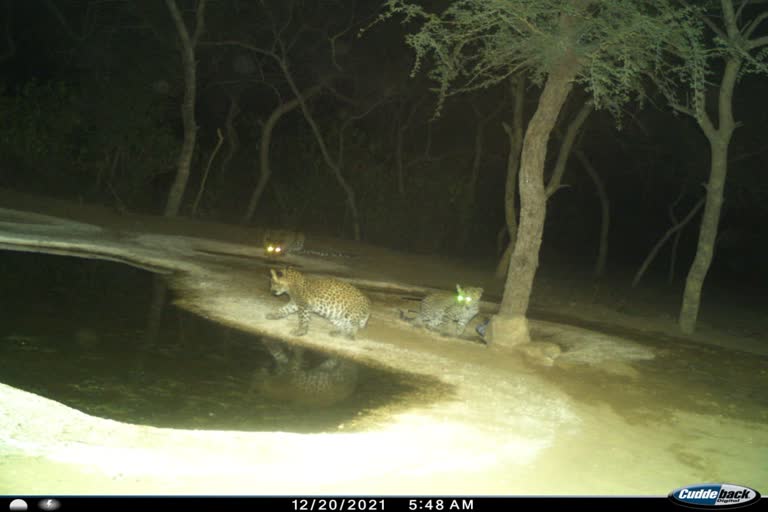 leopard in camera trap