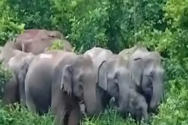 Elephant Attack: ହାତୀ ଆକ୍ରମଣରେ ମାଆ ମୃତ, ଅଳ୍ପକେ ବର୍ତ୍ତିଲା ଝିଅ