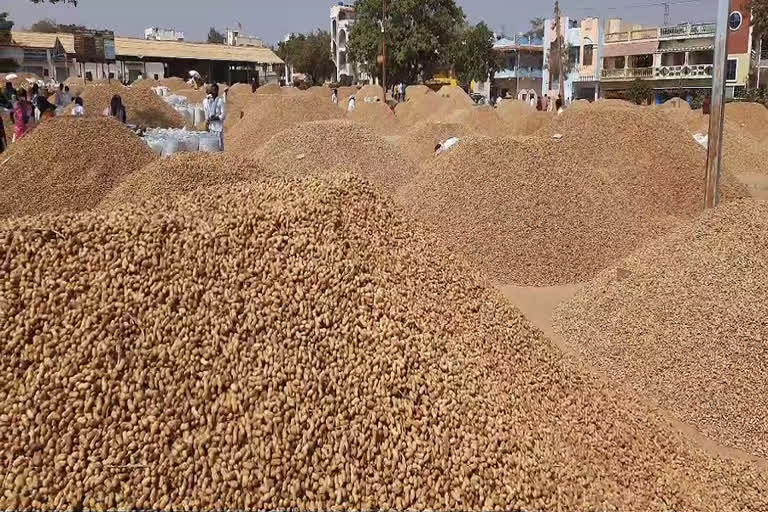 farmer problems: తెగుళ్లతో వేరుశనగ రైతులకు మిగిలిన నిరాశ.. దిగుబడి లేక దిగాలు