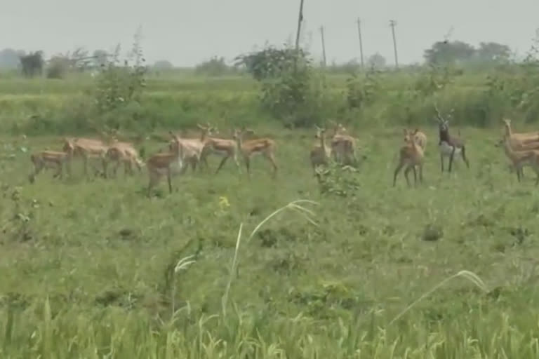 Deer destroying crops