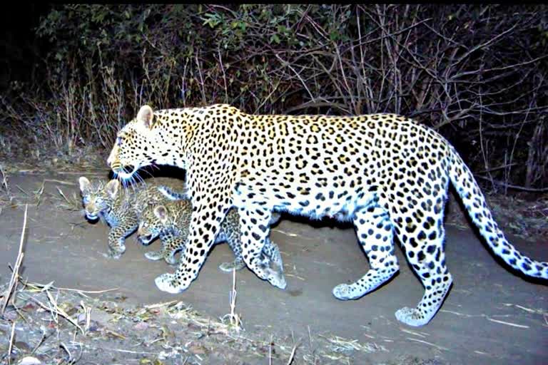 Female Panther With 2 Cubs