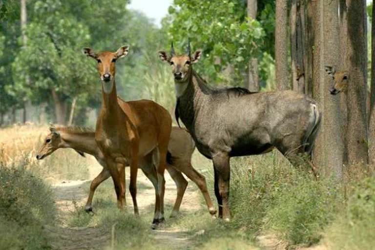 बिहार में नीलगायों की शुरू हुई नसबंदी