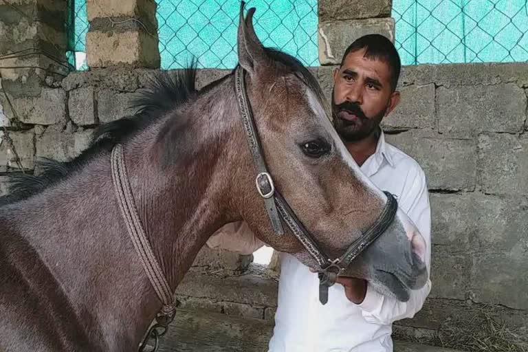 Horse Competition 2021: મહારાષ્ટ્રની અશ્વ શૉ સ્પર્ધામાં જૂનાગઢના અશ્વનો આવ્યો પ્રથમ ક્રમાંક