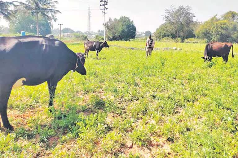 chittoor-farmer-cultivates-coriander-at-the-right-price-or-as-fodder-for-cattle