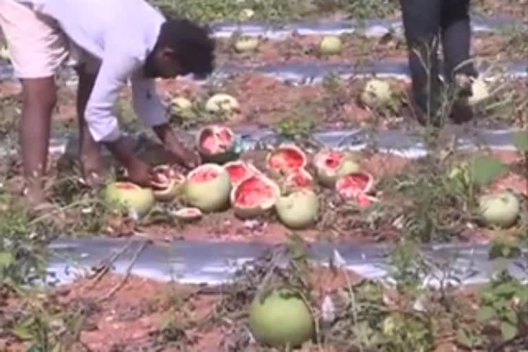 Bears destroyed the Watermelon crops at koppala